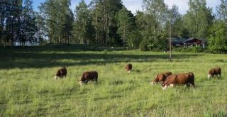 Webinar: Podupiranje ruralne zelene tranzicije